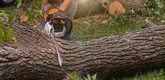 How Our Tree Care Process Works  in  Wilmette, IL