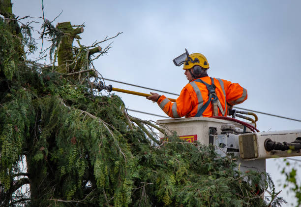 Best Tree Maintenance Programs  in Wmette, IL