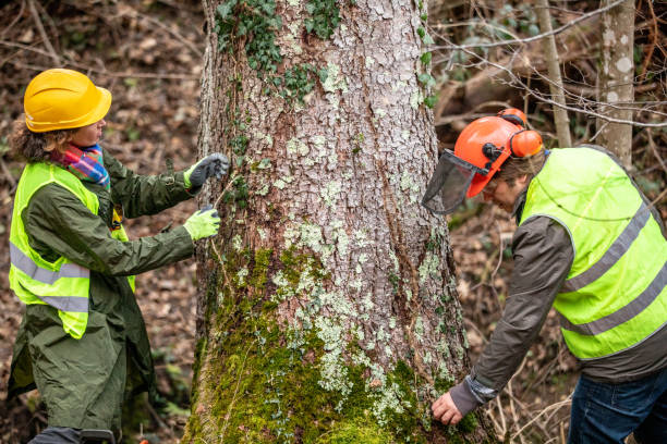 Wilmette, IL Tree Services Company