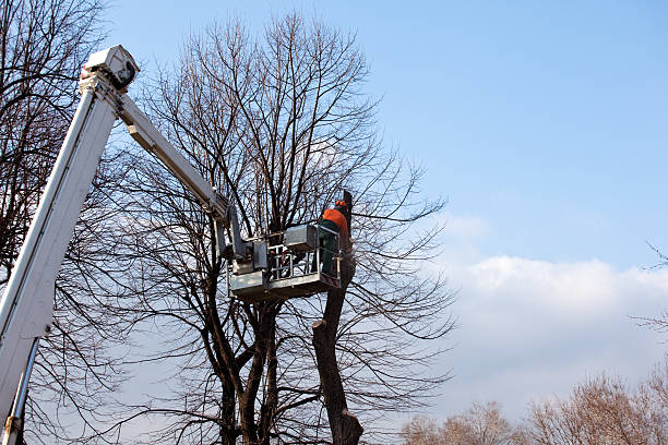 Best Arborist Consultation Services  in Wmette, IL